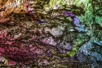 Colorful Bark 15 by Anita Vincze art print