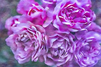 Roses on Canvas 4 by Anita Vincze art print