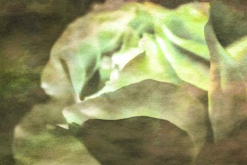 Roses on Canvas 21 by Anita Vincze art print