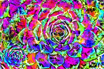 Succulent Dressed in Rainbow Colors 27 by Anita Vincze art print