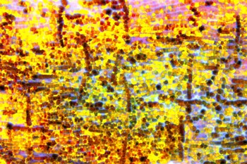 Playful Laugh 1 by Anita Vincze art print