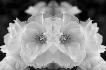Twin Rose 1 by Anita Vincze art print
