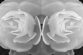 Twin Rose 8 by Anita Vincze art print