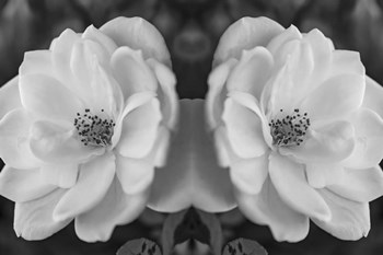 Twin Rose 26 by Anita Vincze art print