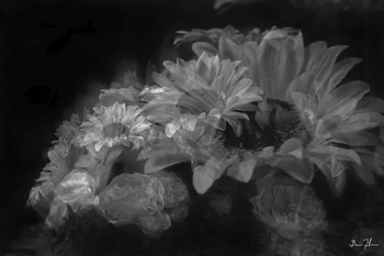 Pedals Of White by 5fishcreative art print