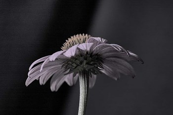 Echnachia 2 by Lori Hutchison art print