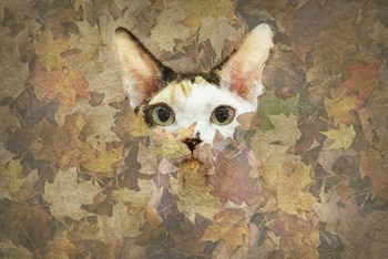 Kitty by Lori Hutchison art print