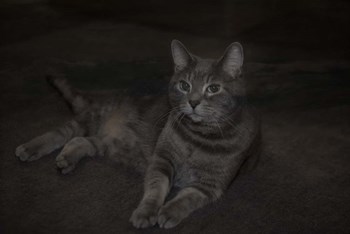 Lounging Leila by Lori Hutchison art print