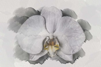 White Orchid by Lori Hutchison art print