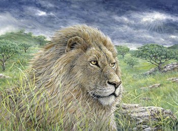 Lion by Jeff Tift art print