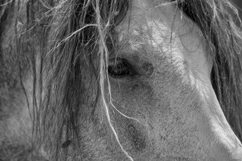 Enter the Badlands B&amp;W 1 by Gordon Semmens art print