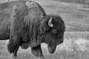 Enter the Badlands B&amp;W 2 by Gordon Semmens art print