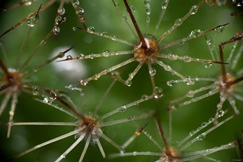 Cactus Flowers 1 by Gordon Semmens art print