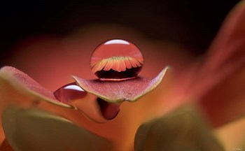 Dew Drops Macro 7 by Gordon Semmens art print