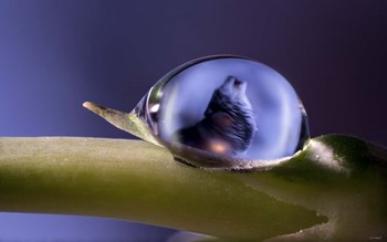 Moondrops 1 by Gordon Semmens art print