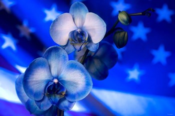 Red, White and Blue Orchid 9 by Gordon Semmens art print