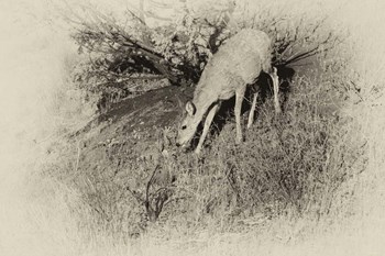 Badlands Antique 7 by Gordon Semmens art print