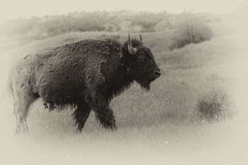 Badlands Antique 12 by Gordon Semmens art print