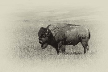 Badlands Antique 13 by Gordon Semmens art print