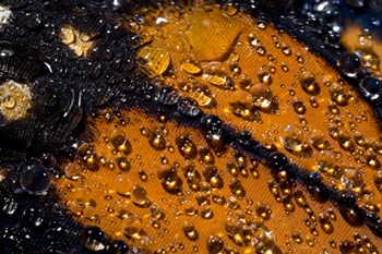 Monarch Butterfly 6 by Gordon Semmens art print