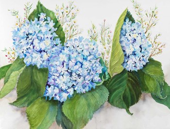 Hydrangea and Wax Flower by Joanne Porter art print