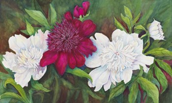 A Ruby Peony by Joanne Porter art print