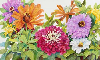 Zinnias A Glow by Joanne Porter art print
