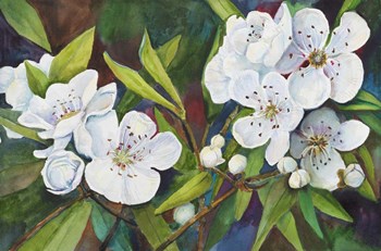 Pear Blossoms by Joanne Porter art print