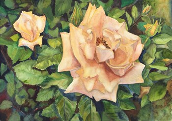 Roses with Buds by Joanne Porter art print