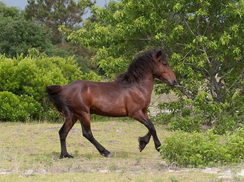 Stallion Strutting by Dick Petrie art print