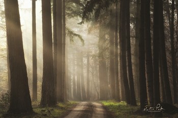 Natural Beauty by Martin Podt art print