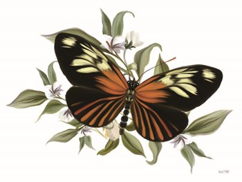 Botanical Butterfly Heliconius by House Fenway art print