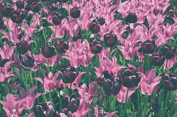 Tulip Botanical by Aledanda art print