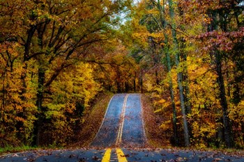 Woodland Road I by Andy Amos art print