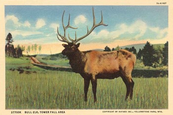 Elk I Crop by Wild Apple Portfolio art print