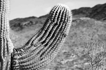 Saguaro by Nathan Larson art print