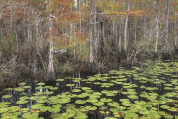 Bayou Autumn by Danny Head art print