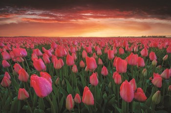 Tulip Field Sunset by Martin Podt art print