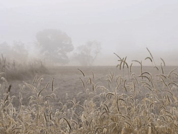 Roadside Grass by Lori Deiter art print