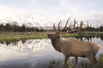 Bull Elk in Tetons by Lori Deiter art print