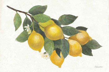 Lemon Branch I by Albena Hristova art print