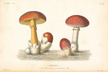 French Mushrooms I by Wild Apple Portfolio art print