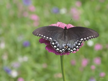 Butterfly Resting Spot II by Lori Deiter art print