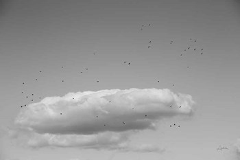 Flock in Flight by Aledanda art print