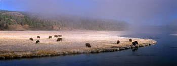 Bison Along the Firehole by Jim Becia art print