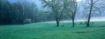 Foggy Morning and Deer by Jim Becia art print