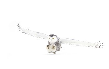 Snowy Owl Coming in for the Kill by Jim Cumming art print