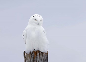 Snowy Owl - The Ghost by Jim Cumming art print