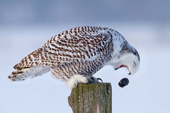Snowy Owl - Cough it up Buddy by Jim Cumming art print
