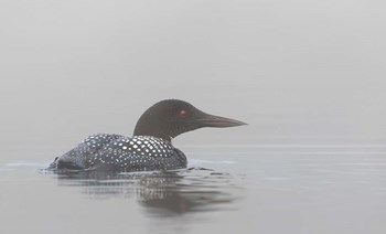 Common Loon in Early Morning Fog by Jim Cumming art print